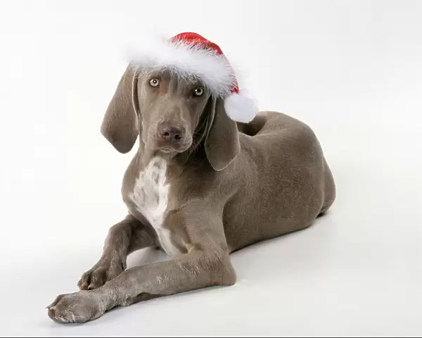 Dog Weimaraner dog wearing Christmas hat