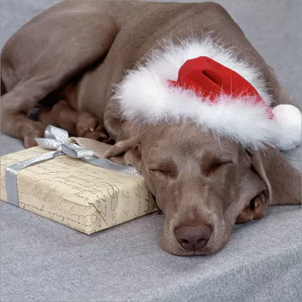 Dog Weimaraner dog asleep wearing Christmas hat