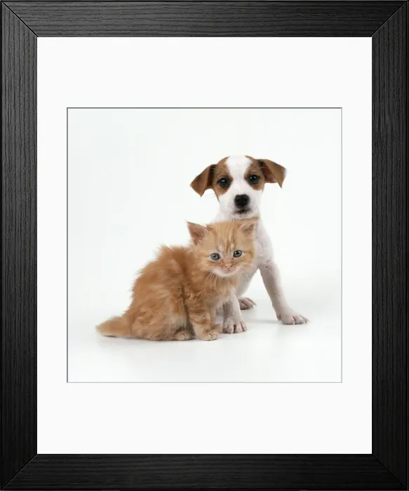 Framed Print : Cat & Dog Ginger Kitten & Jack Russell Terrier puppy