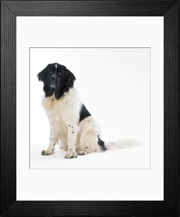 Framed Print : Newfoundland Landseer Dog Framed Print : Newfoundland Landseer Dog