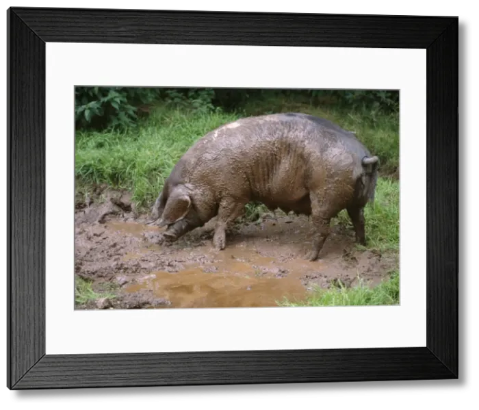 Framed Print : British Saddleback Pig Framed Print : British Saddleback Pig