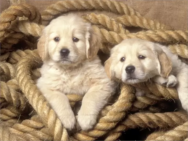 Golden Retriever Dog - 2 puppies in rope
