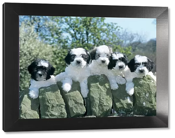 Polish Lowland Sheepdog - 5 puppies peer over wall