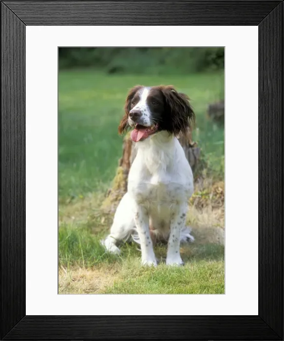 Framed Print : Welsh Springer Spaniel Dog Framed Print : Welsh Springer Spaniel Dog