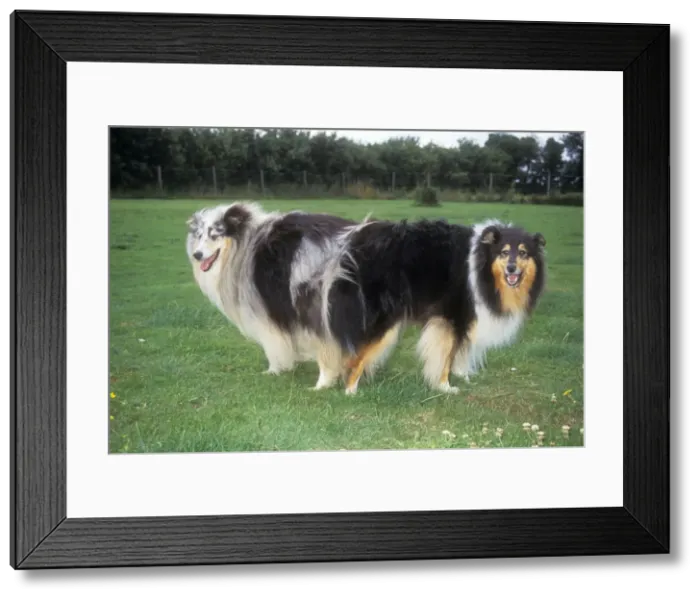 Framed Print : Dogs - mating, tied Framed Print : Dogs - mating, tied