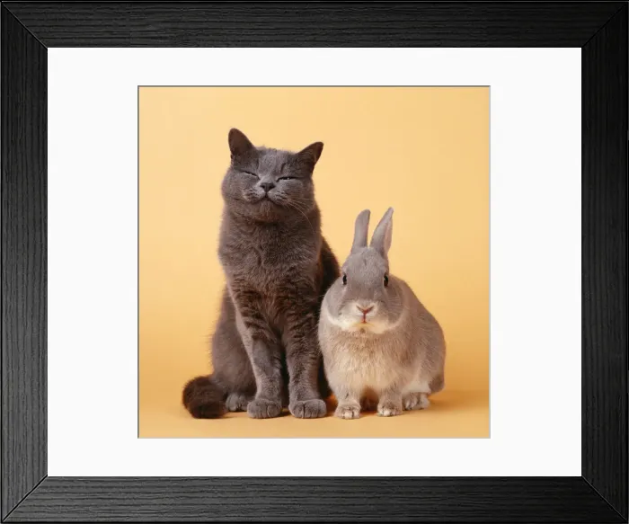 Framed Print : Cat - with Rabbit Framed Print : Cat - with Rabbit