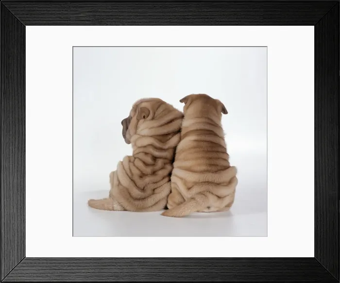 Framed Print : Shar Pei Dogs - Rear view of puppies sitting down Framed Print : Shar Pei Dogs - Rear view of puppies sitting down