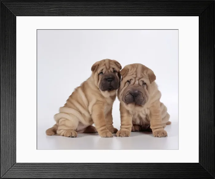 Framed Print : Shar Pei Dogs - Puppies sitting together