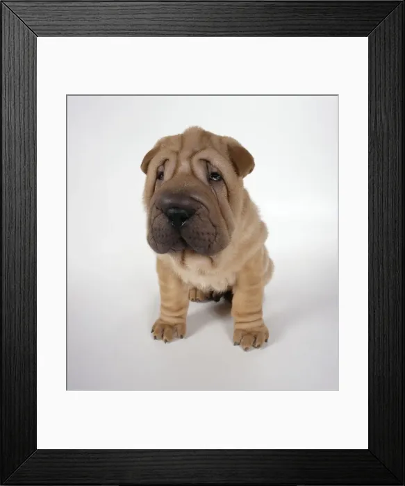 Framed Print : Dog - Shar Pei puppy sitting down Framed Print : Dog - Shar Pei puppy sitting down