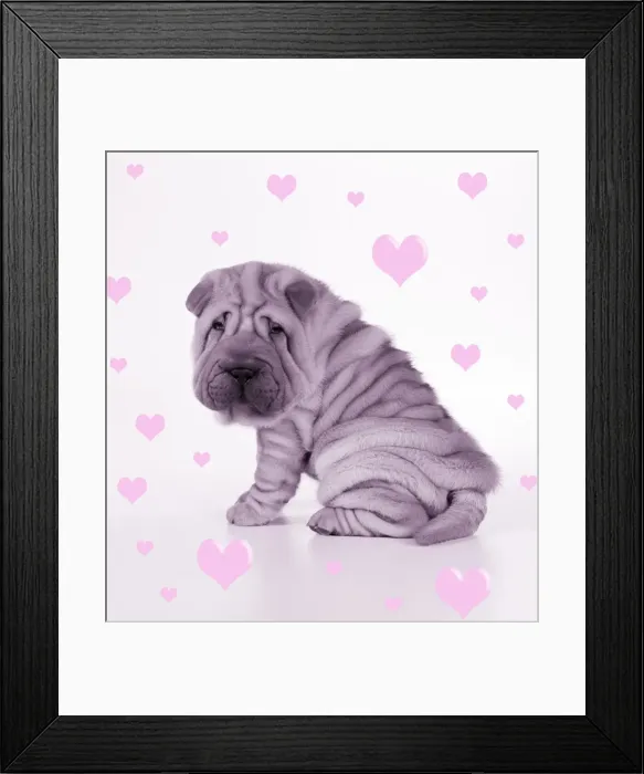Framed Print : Shar Pei Dog - Puppy sitting down Framed Print : Shar Pei Dog - Puppy sitting down