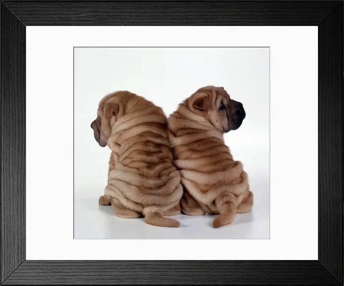 Framed Print : Dogs - Rear view of two Shar Pei Puppies sitting together Framed Print : Dogs - Rear view of two Shar Pei Puppies sitting together