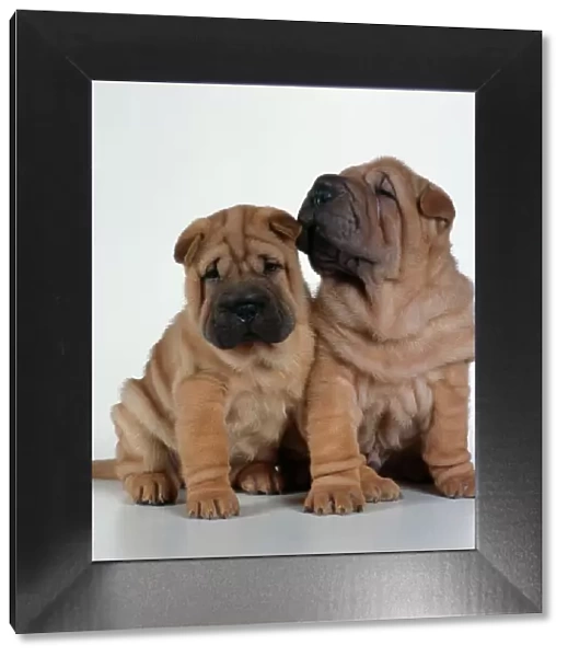 Dogs - Two Shar Pei puppies sitting together