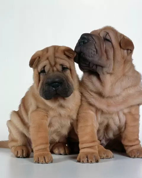Dogs - Two Shar Pei puppies sitting together