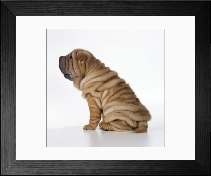 Framed Print : Shar Pei Dog Puppy