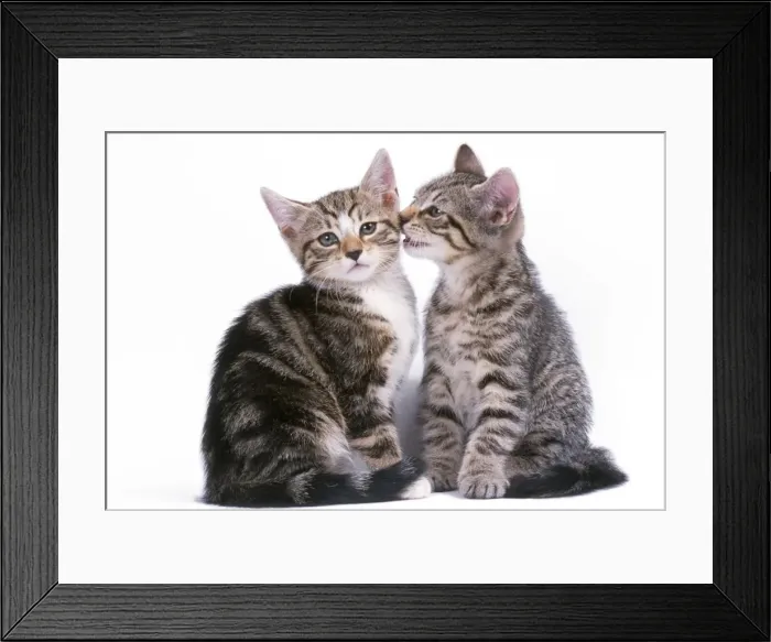 Framed Print : Tabby Cat - x2 one whispering to the other Framed Print : Tabby Cat - x2 one whispering to the other