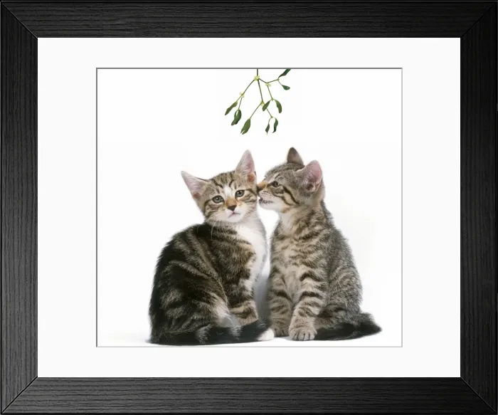 Framed Print : Tabby Cat - x2 under mistletoe Framed Print : Tabby Cat - x2 under mistletoe