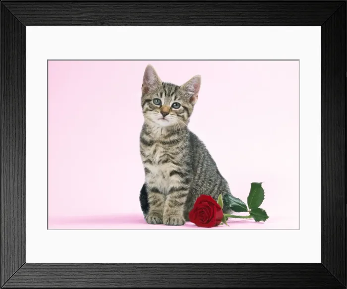 Framed Print : Tabby Cat - kitten with rose Framed Print : Tabby Cat - kitten with rose