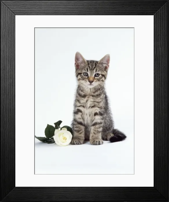 Framed Print : Tabby Cat -kitten with rose Framed Print : Tabby Cat -kitten with rose