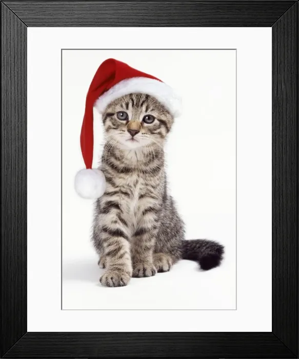 Framed Print : Tabby Cat - kitten with Christmas hat Framed Print : Tabby Cat - kitten with Christmas hat