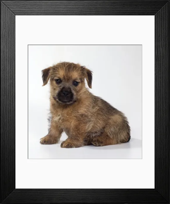 Framed Print : Norfolk Terrier Dog Puppy Framed Print : Norfolk Terrier Dog Puppy