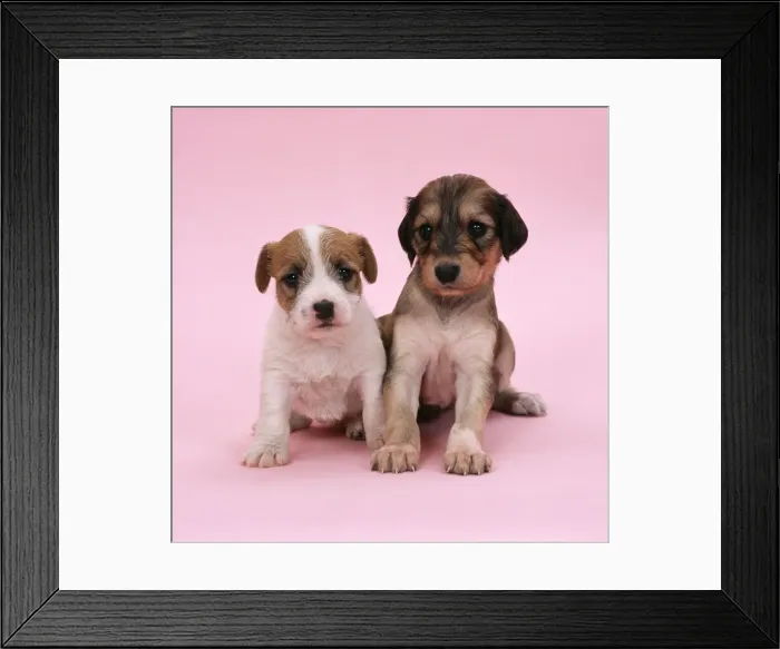 Framed Print : Jack Russel Terrier Dog - with Saluki Dog, puppies 4 weeks old Framed Print : Jack Russel Terrier Dog - with Saluki Dog, puppies 4 weeks old