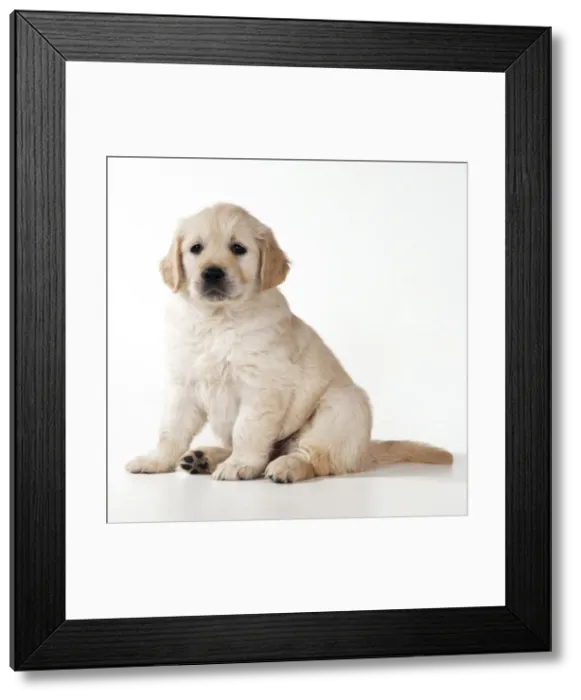 Framed Print : Golden Retriever Dog Puppy Framed Print : Golden Retriever Dog Puppy