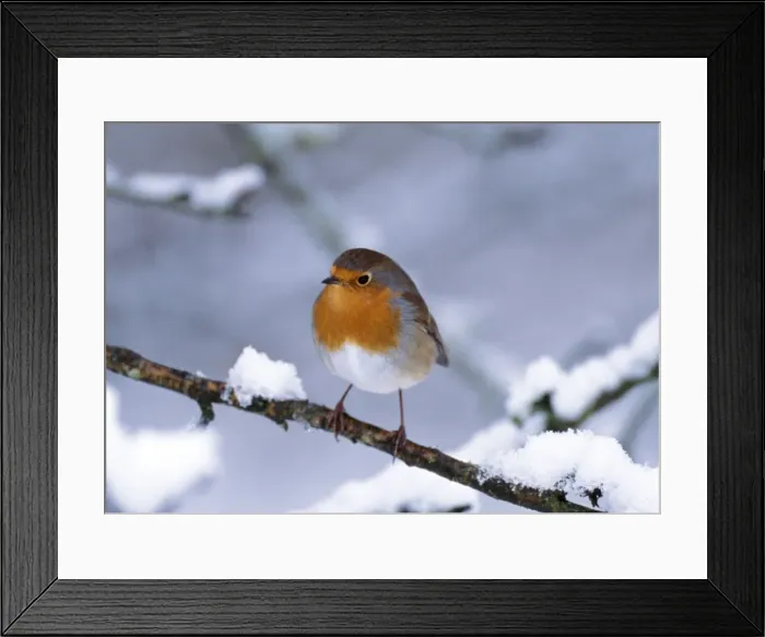 Framed Print : Robin On snow covered branch Framed Print : Robin On snow covered branch