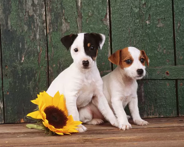 Jack Russel Terrier Dog Puppies with sunflower