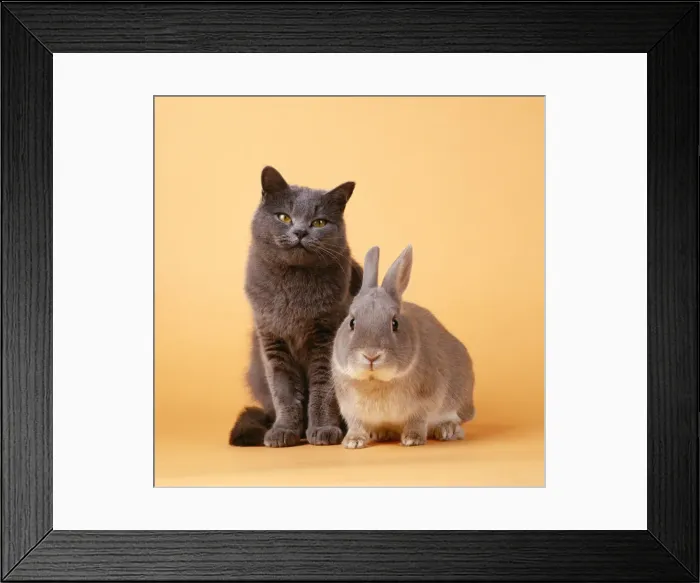Framed Print : Cat - with Rabbit Framed Print : Cat - with Rabbit