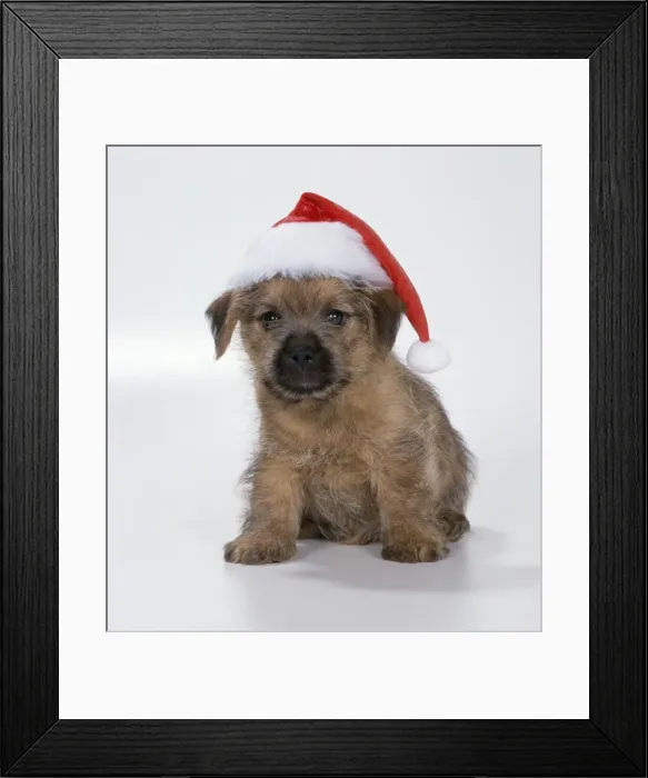 Framed Print : Dog - Norfolk Terrier Puppy in Christmas hat Framed Print : Dog - Norfolk Terrier Puppy in Christmas hat