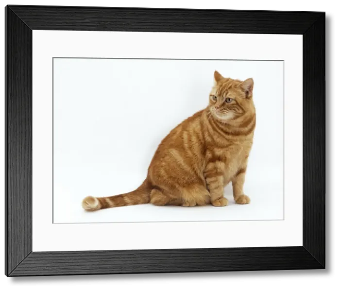 Framed Print : Cat Obese. JD-17510. CAT - obese / fat ginger cat Framed Print : Cat Obese. JD-17510. CAT - obese / fat ginger cat