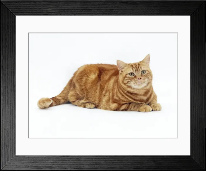 Framed Print : Cat Obese. JD-17511. CAT - obese / fat ginger cat Framed Print : Cat Obese. JD-17511. CAT - obese / fat ginger cat