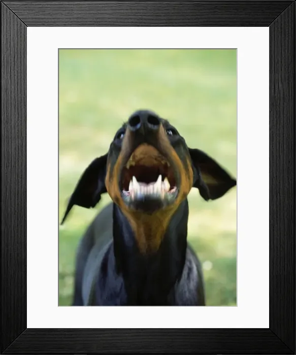 Framed Print : Dobermann Dog - aggressive Framed Print : Dobermann Dog - aggressive