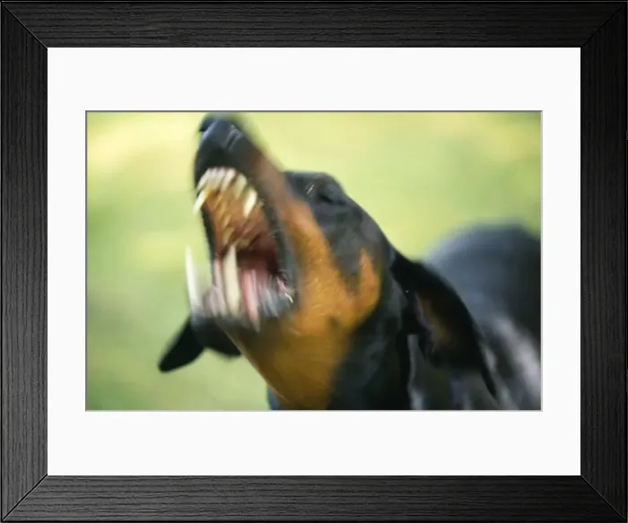 Framed Print : Doberman Dog Framed Print : Doberman Dog