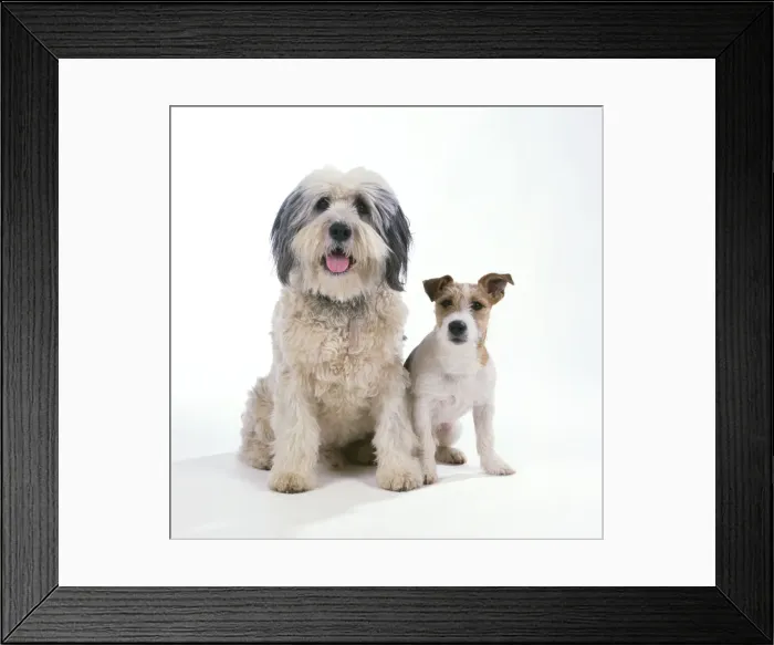 Framed Print : Polish Lowland Sheepdog - with Jack Russel Terrier Framed Print : Polish Lowland Sheepdog - with Jack Russel Terrier