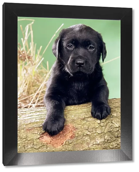 Black Labrador Dog - Puppy with paws on log