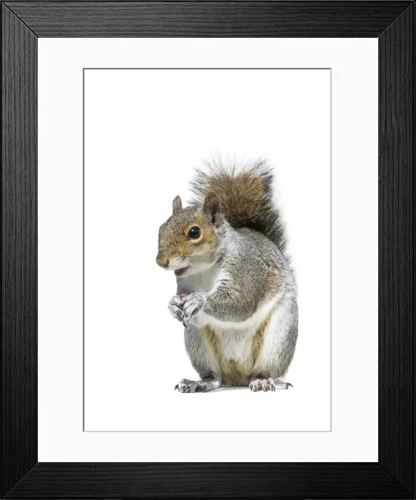 Framed Print : Grey Squirrel Framed Print : Grey Squirrel