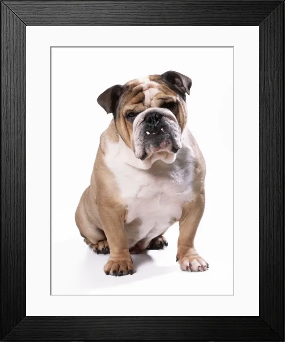Framed Print : Bulldog. JD-17539. BULLDOG - sitting. John Daniels Framed Print : Bulldog. JD-17539. BULLDOG - sitting. John Daniels