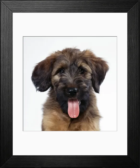 Framed Print : Briard Dog - Puppy Framed Print : Briard Dog - Puppy