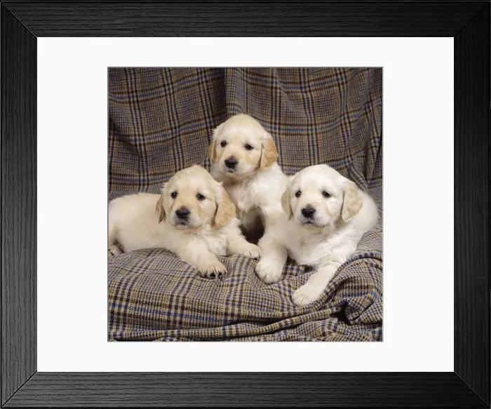 Framed Print : Golden Retriever Dog - Puppies Framed Print : Golden Retriever Dog - Puppies