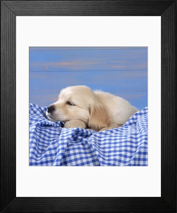 Framed Print : Golden Retriever Dog - Puppy on Gingham Framed Print : Golden Retriever Dog - Puppy on Gingham