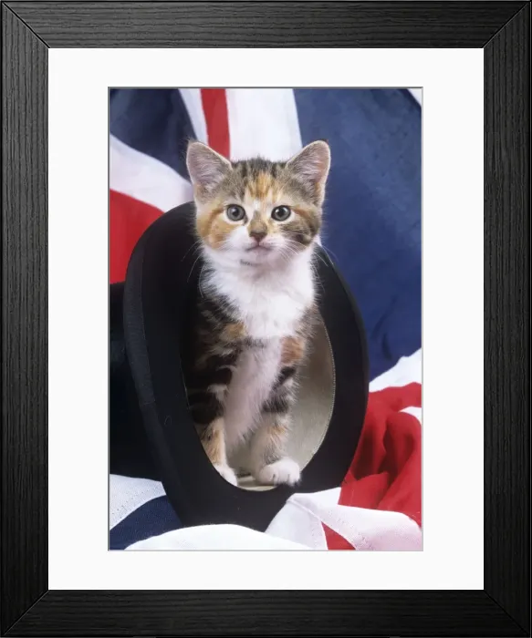 Framed Print : Cat - kitten in top hat with union jack Framed Print : Cat - kitten in top hat with union jack