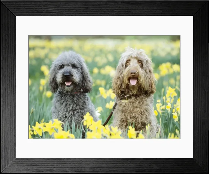 Framed Print : Labradoodle Dog - x 2 in Daffodils Framed Print : Labradoodle Dog - x 2 in Daffodils