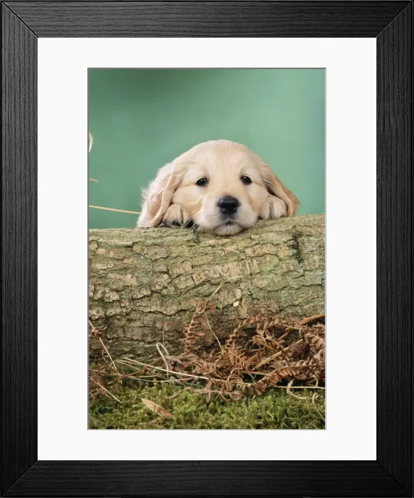 Framed Print : Golden Retriever Dog - Puppy with head on log Framed Print : Golden Retriever Dog - Puppy with head on log