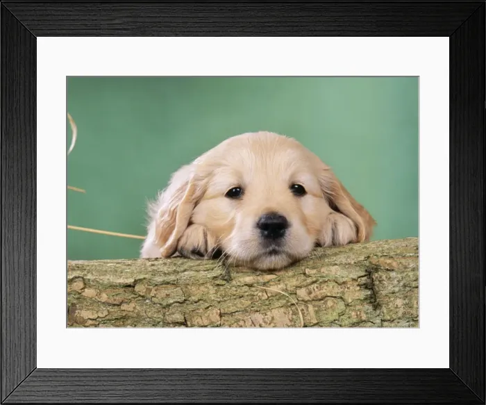 Framed Print : Golden Retriever Dog - Puppy with head on log Framed Print : Golden Retriever Dog - Puppy with head on log