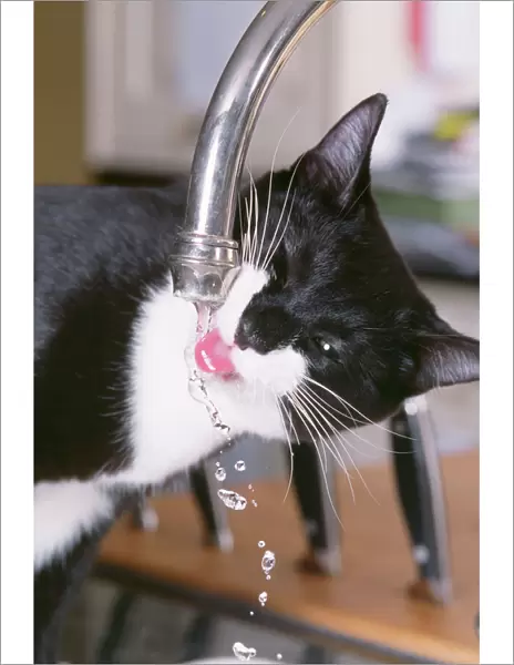 Black & White Cat - drinking from tap