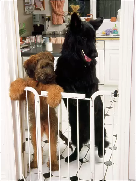 German Shepherd Dog - & Briard puppy standing at gate