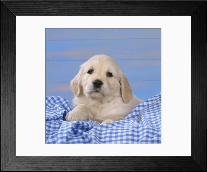 Framed Print : Golden Retriever Dog - puppy on blue gingham Framed Print : Golden Retriever Dog - puppy on blue gingham