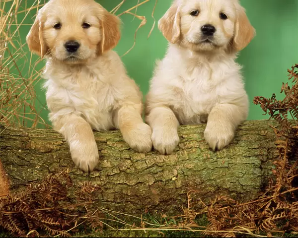 Golden Retriever Dog - x2 puppies, with paws on log