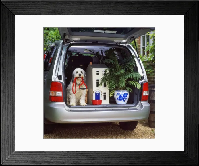 Framed Print : Dog - in car (moving house) Framed Print : Dog - in car (moving house)